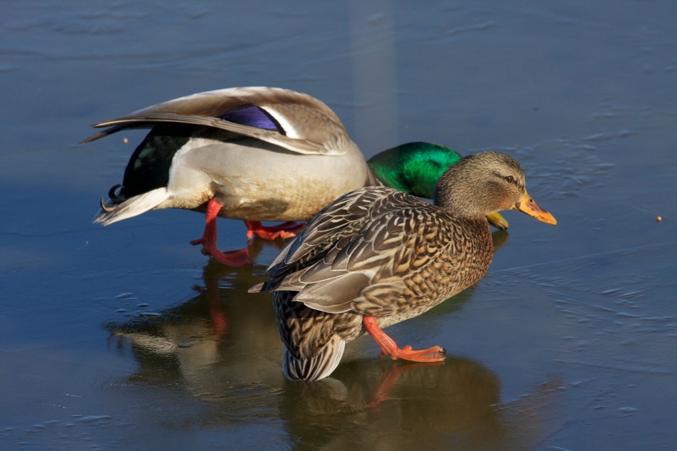 With the current cold snap the ducks are walking like drunkards!